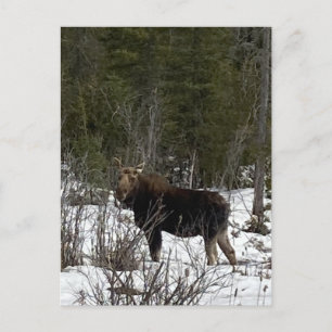 Övre halvön Älg vildmarksbete Vilda djur Helg Vykort