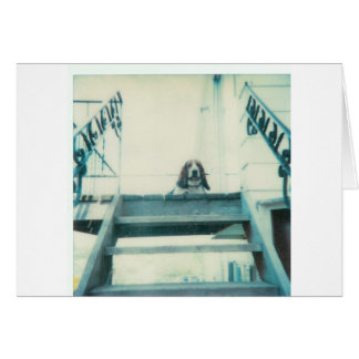 Övre_Hund Hälsningskort