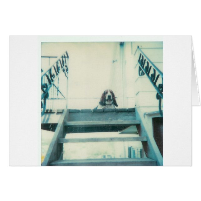 Övre_Hund Hälsningskort (Framsidan Horizontal)