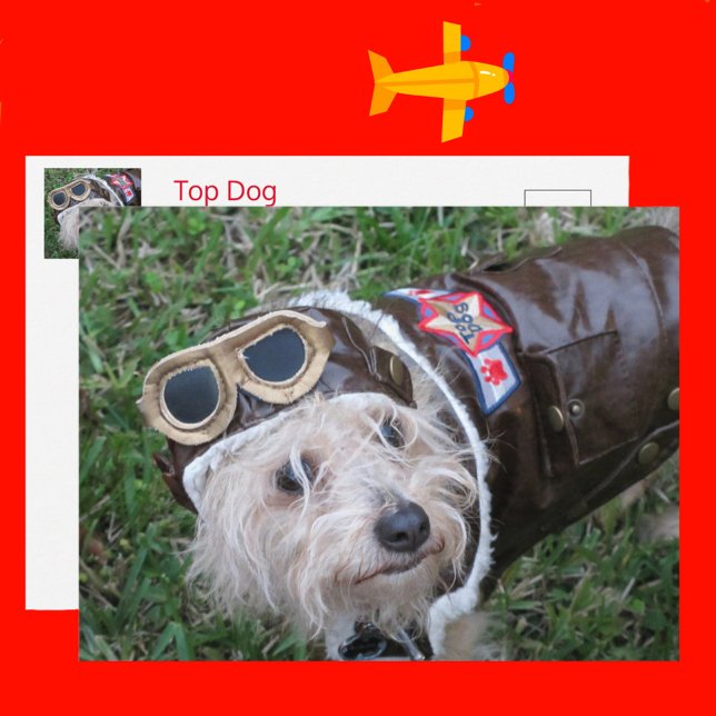 Övre Hund i Aviator-enhet Vykort (Skapare uppladdad)