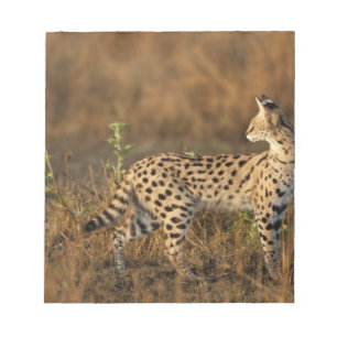 Övre Mara, Masai Mara viltreservat, Kenya, Anteckningsblock