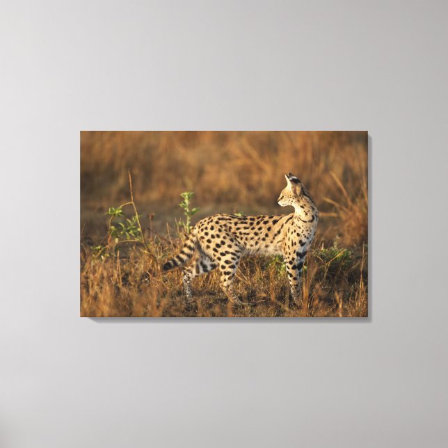 Övre Mara, Masai Mara viltreservat, Kenya, Canvastryck (Framsida)