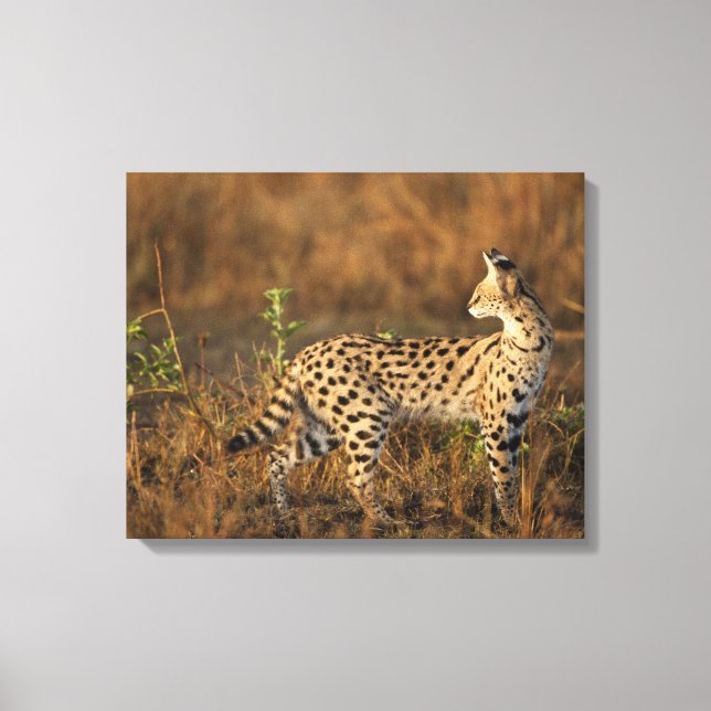 Övre Mara, Masai Mara viltreservat, Kenya, Canvastryck (Framsida)