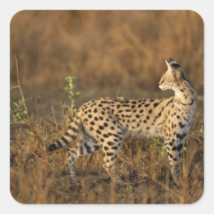 Övre Mara, Masai Mara viltreservat, Kenya, Fyrkantigt Klistermärke