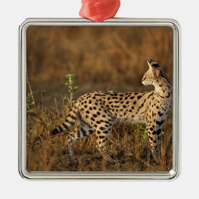 Övre Mara, Masai Mara viltreservat, Kenya, Julgransprydnad Metall (Framsidan)