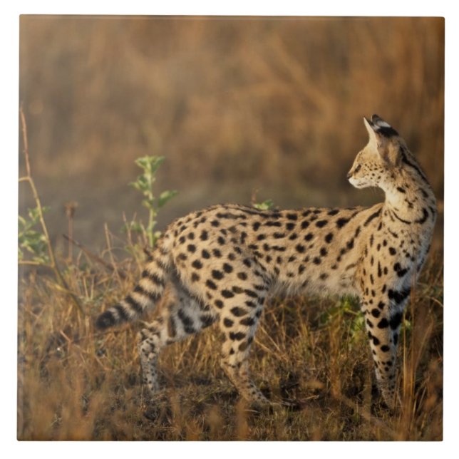 Övre Mara, Masai Mara viltreservat, Kenya, Kakelplatta (Framsidan)