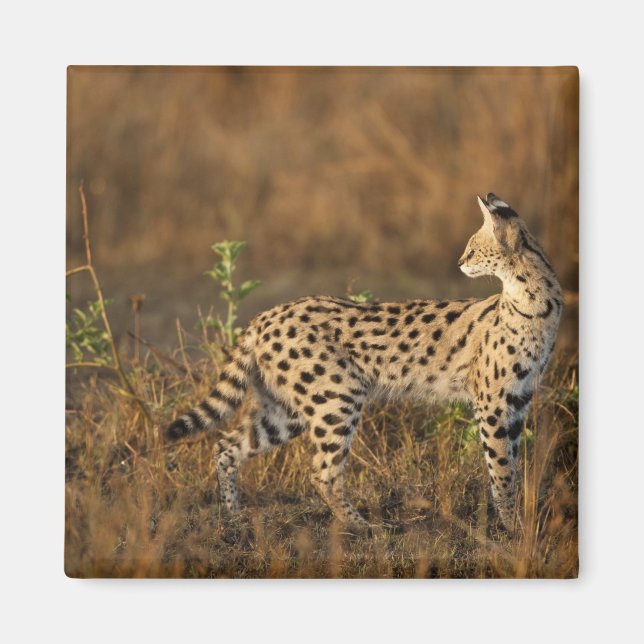 Övre Mara, Masai Mara viltreservat, Kenya, Magnet (Framsidan)