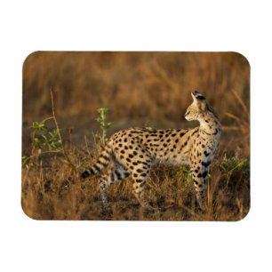Övre Mara, Masai Mara viltreservat, Kenya, Magnet