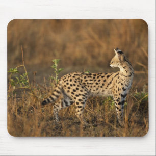 Övre Mara, Masai Mara viltreservat, Kenya, Musmatta