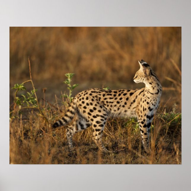 Övre Mara, Masai Mara viltreservat, Kenya, Poster (Framsidan)