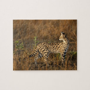 Övre Mara, Masai Mara viltreservat, Kenya, Pussel