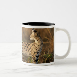 Övre Mara, Masai Mara viltreservat, Kenya, Två-Tonad Mugg