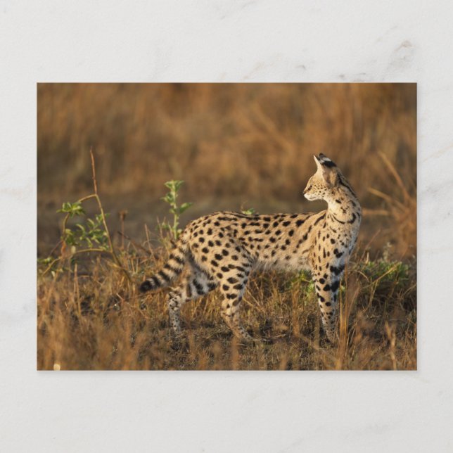 Övre Mara, Masai Mara viltreservat, Kenya, Vykort (Framsida)