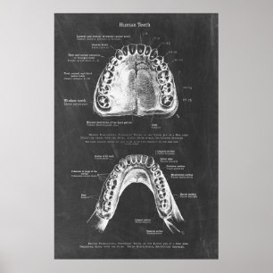 Övre och nedre jaw Anatomy Dental Art Poster