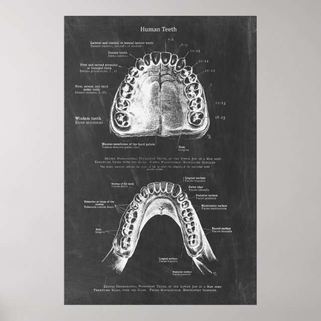 Övre och nedre jaw Anatomy Dental Art Poster (Framsidan)