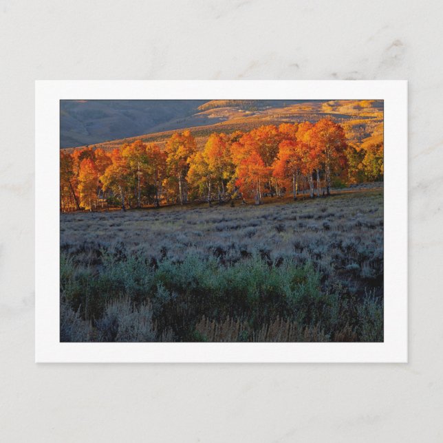 "Övre sommarängsmark" Vykort (Framsida)