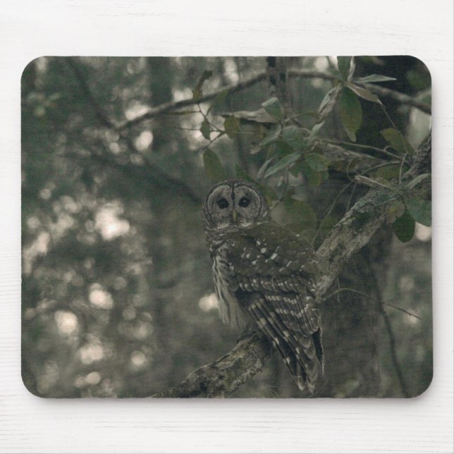 Owl in the Forest Musmatta (Framsidan)