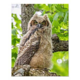 Owlet Fototryck