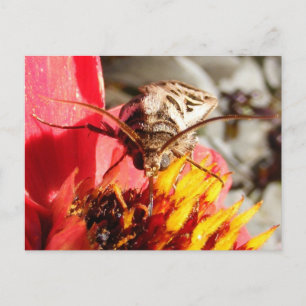 Owlet Moth ~ vykort