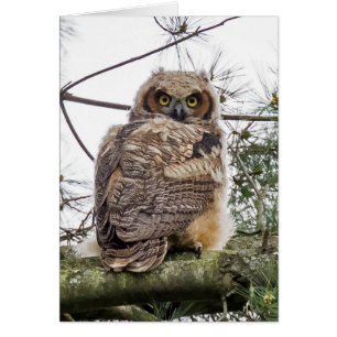 Owlet på Gräs Gren Hälsningskort
