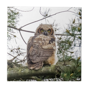 Owlet på Gräs Gren Kakelplatta