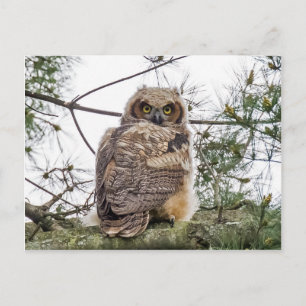 Owlet på Gräs Gren Vykort