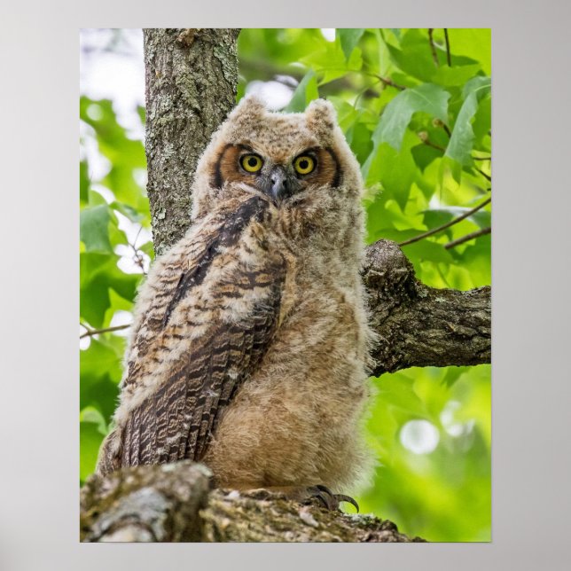 Owlet Poster (Framsidan)