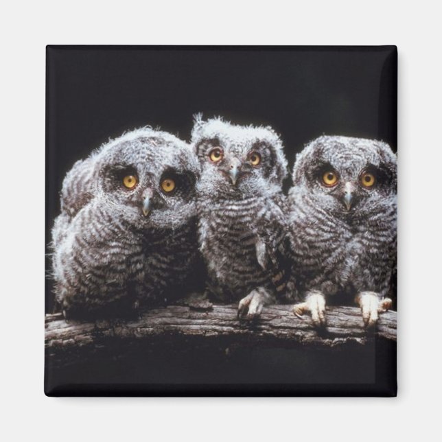 Owlet Trio Magnet (Framsidan)