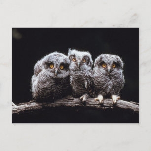Owlet Trio Vykort