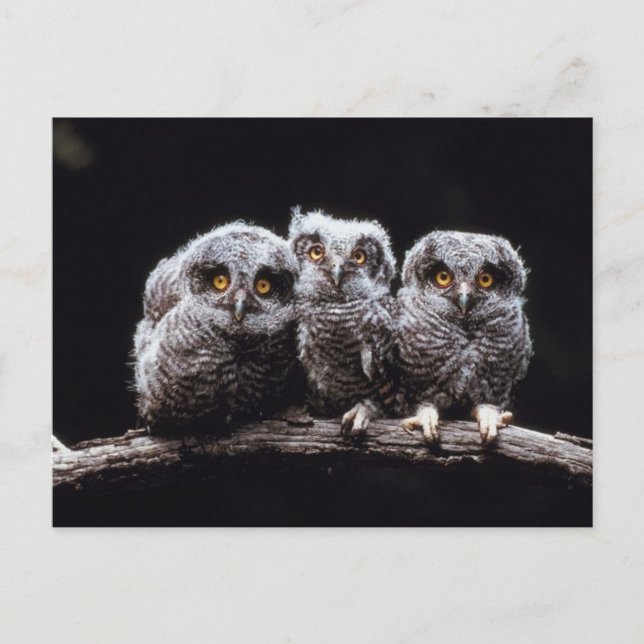 Owlet Trio Vykort (Framsida)