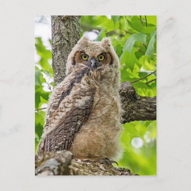 Owlet Vykort (Framsida)