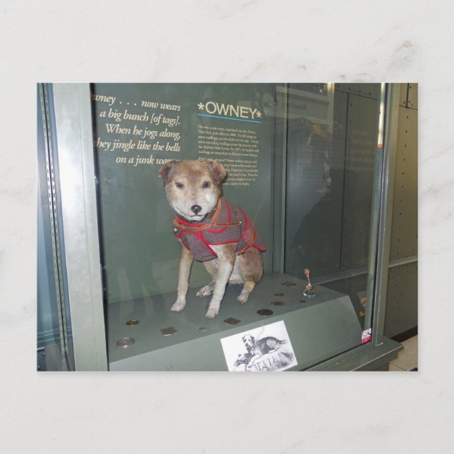 Owney National Post Office Museum Mascot Vykort (Framsida)