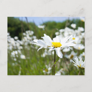 Ox-öga-Daisy Flower Vykort