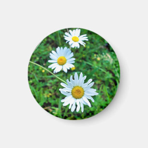 Ox-Öga-Daisy Magnet