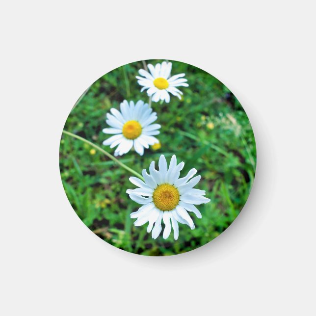 Ox-Öga-Daisy Magnet (Framsidan)