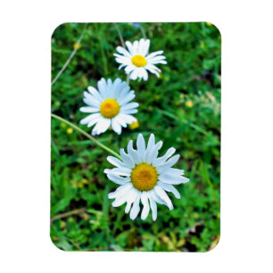 Ox-Öga-Daisy Magnet