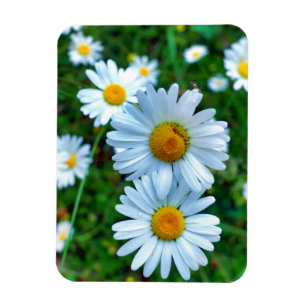 Ox-Öga-Daisy Magnet