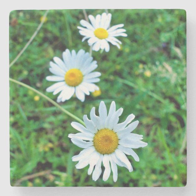 Ox-Öga-Daisy Stenunderlägg (Framsidan)