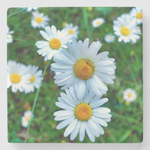 Ox-Öga-Daisy Stenunderlägg