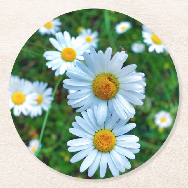 Ox-Öga-Daisy Underlägg Papper Rund (Framsidan)