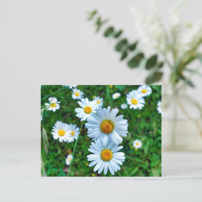 Ox-Öga-Daisy Vykort (Stående Fram)