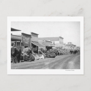 Ox Teams längs huvudgatan i Sturgis Photograph Vykort