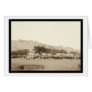 Ox Teams & Wagons Freighting Black Backe SD 1887 Hälsningskort