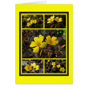 Oxalis Gult-Flowered Houseplant Hälsningskort
