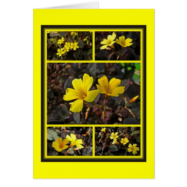 Oxalis Gult-Flowered Houseplant Hälsningskort (Framsidan)