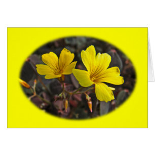 Oxalis Gult-Flowered Houseplant Hälsningskort