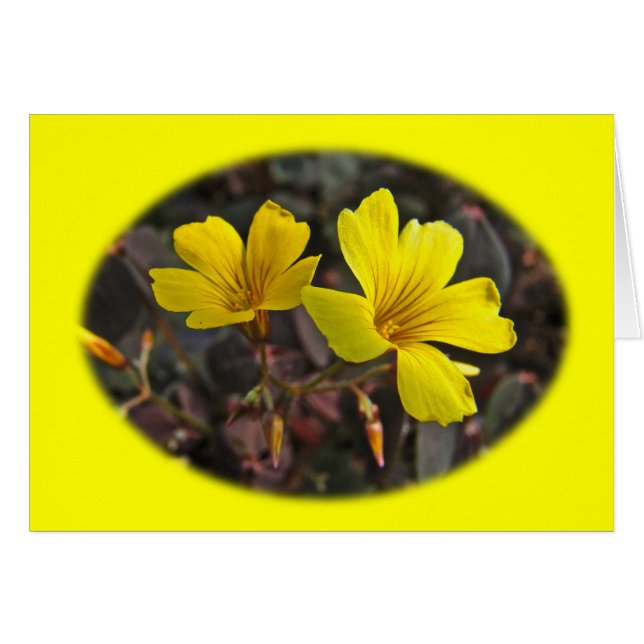 Oxalis Gult-Flowered Houseplant Hälsningskort (Framsidan Horizontal)