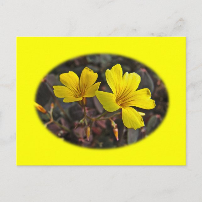 Oxalis Gult-Flowered Houseplant Vykort (Framsida)