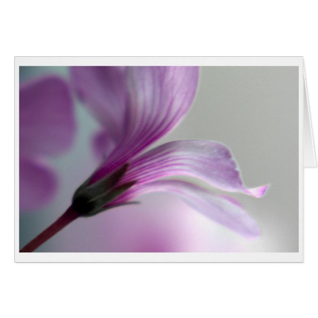 Oxalis Hälsningskort (Framsidan Horizontal)