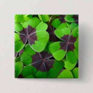 Oxalis Löv - Röd och Grönt Knapp